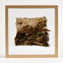 Charger l&#39;image dans la galerie, Atelier papier végétal (papier de plantes)
